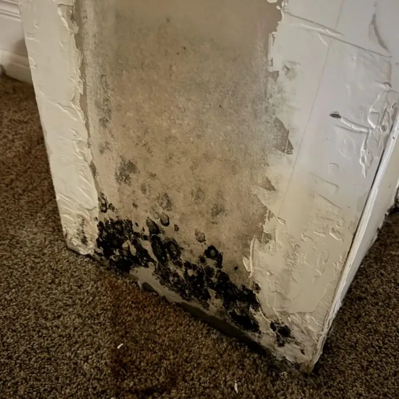 Professional Mold Removal in Ingham County, MI